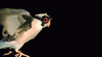Scientists Shoot Lasers At Bird In Goggles To Unravel The Mysteries Of Flight