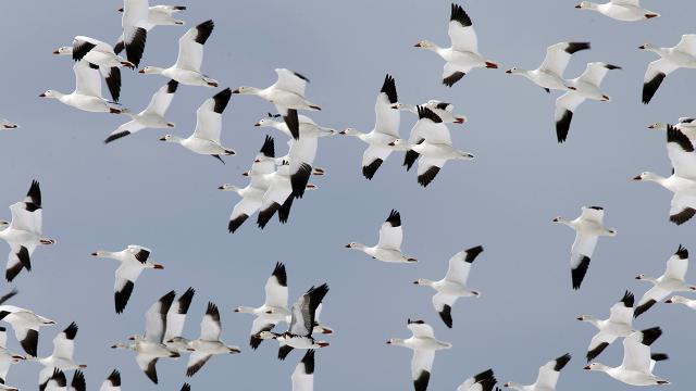 Thousands Of Snow Geese Die After Landing On Toxic Mining Water In Montana