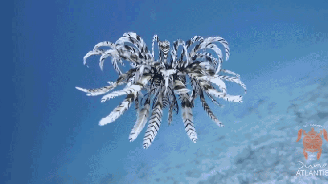 Watching This Multi-Armed Feather Star Swimming Freaks Me Out