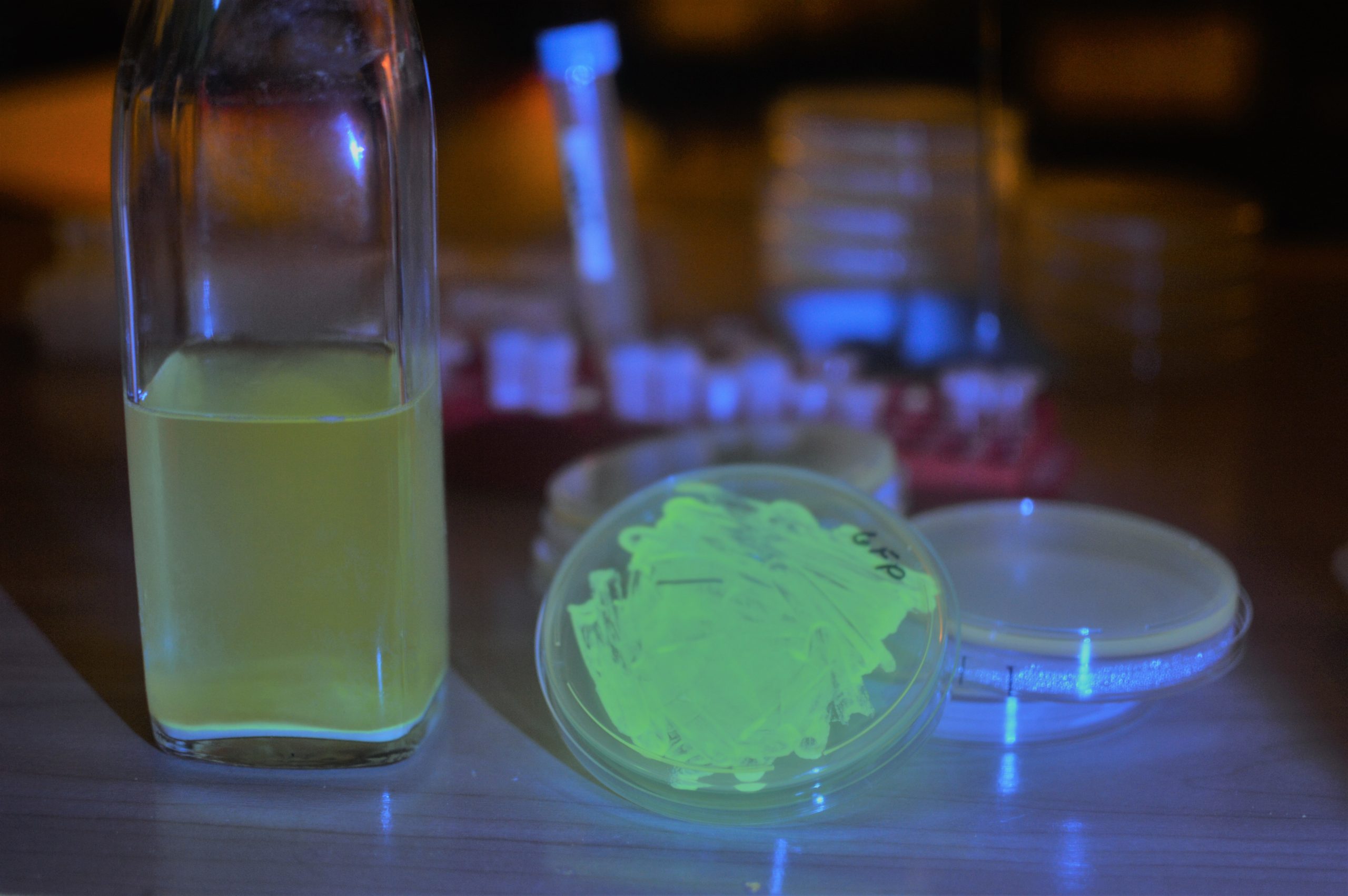This Biohacker Wants To Spur A Genetic Engineering Revolution With Glowing Beer