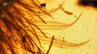 These Dinosaur Feathers Trapped In Amber Are Ridiculously Cool