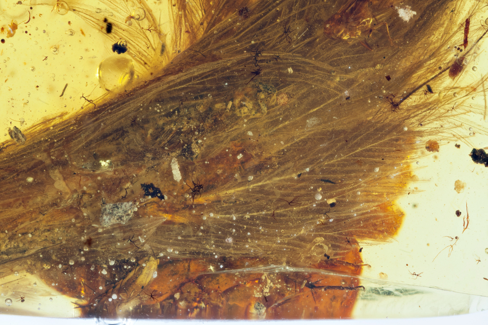These Dinosaur Feathers Trapped In Amber Are Ridiculously Cool