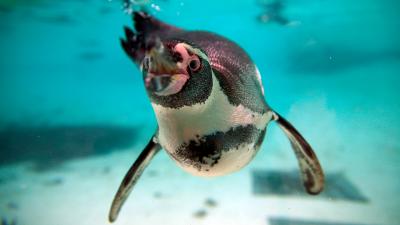 Zoo Opens Investigation After Seven Penguins Drown