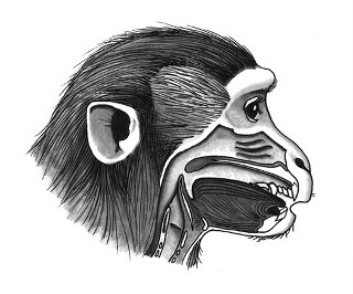 This Simulation Of A Monkey Speaking Is The Stuff Of Nightmares