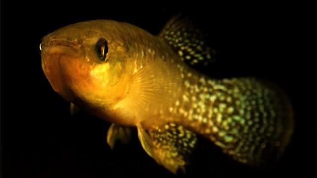 This Mutated Fish Can Now Withstand Absurd Levels Of Toxic Waste