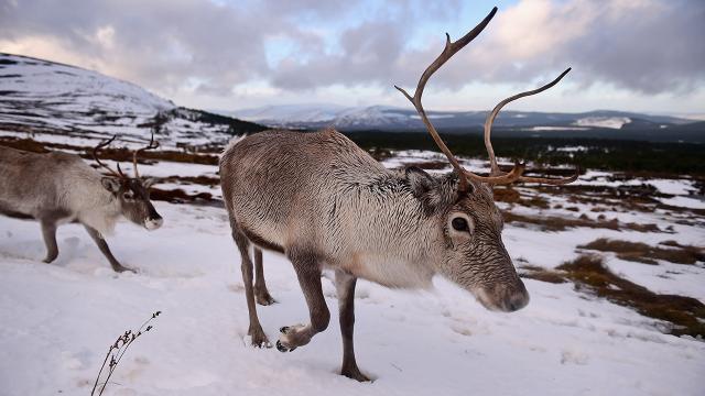 400,000 Reindeer Vanish In Ongoing War On Christmas