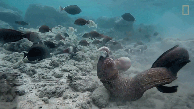 I’m Not Sure Who Won This Octopus Vs Eel Vs Human Fight