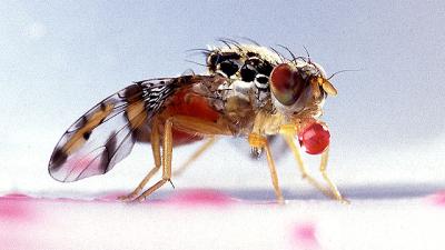 Western Australia Plans To Release Mutant Flies Into The Wild