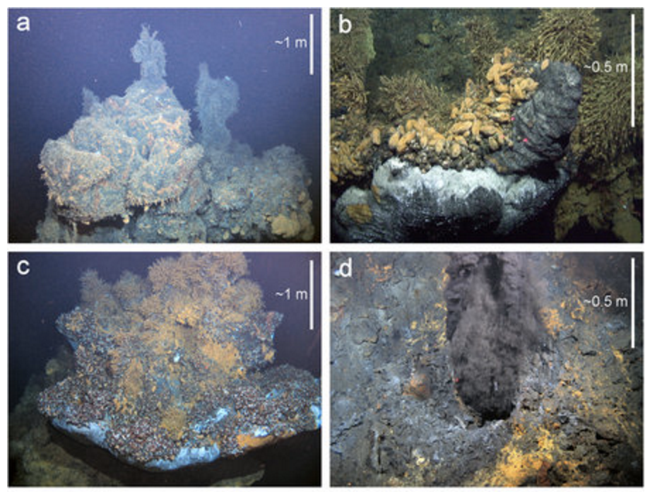 Bizarre New Deep Sea Creatures Found In Unexplored Hydrothermal Vents