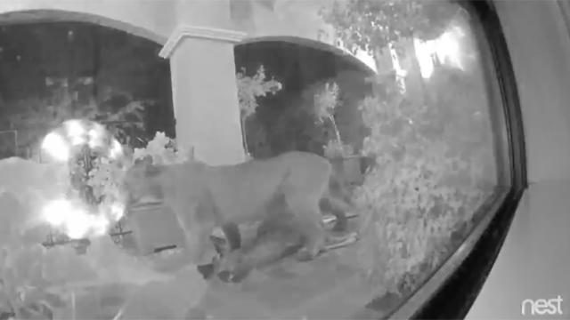 Hungry Mountain Lion Mauls Deer On A Family’s Porch