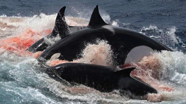 Unprecedented Images Show Australian Orcas Hunting And Killing Rare Beaked Whales