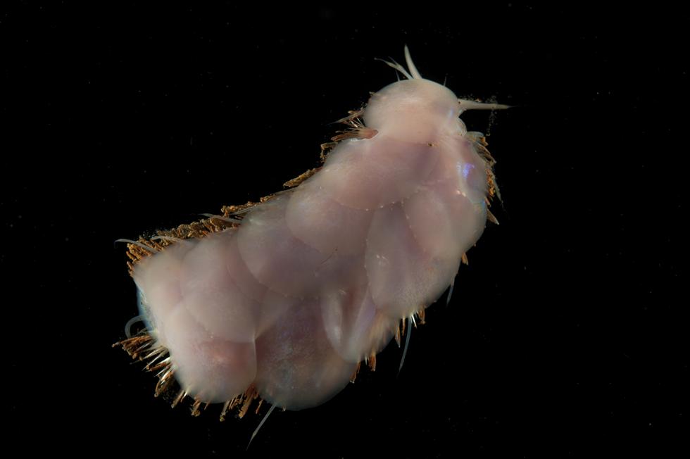 Bizarre New Deep Sea Creatures Found In Unexplored Hydrothermal Vents