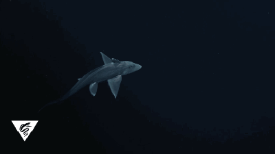 The First Footage Ever Taken Of A Ghost Shark Is Creepy As Hell