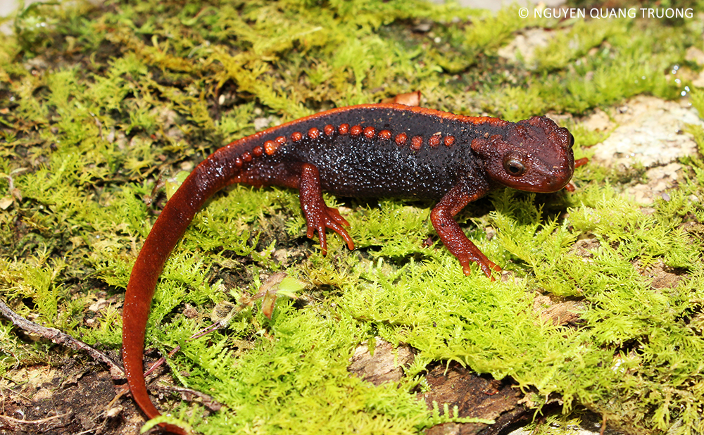 Treasure Trove Of Newly Discovered Species Includes A Newt That Looks Like A Klingon
