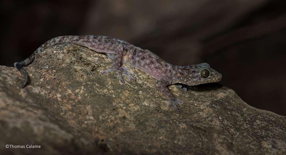 Treasure Trove Of Newly Discovered Species Includes A Newt That Looks Like A Klingon