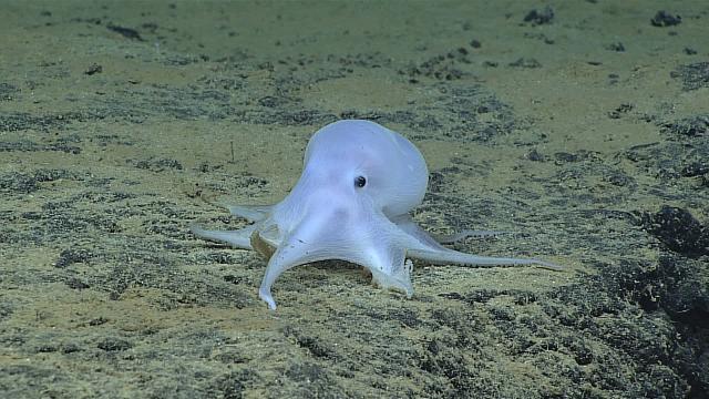 The Search For High-Tech Metals Could Doom This Adorable Octopus