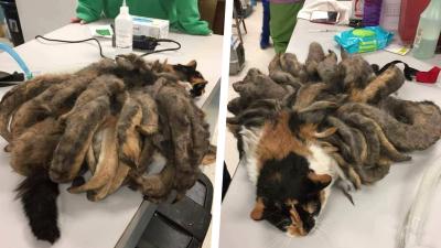 Neglected Cat Freed From Pounds Of Matted Fur After Rescue
