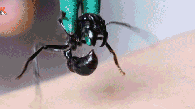 Watching A Man Sting Himself With The Most Painful Insect On Earth Will Give You Nightmares