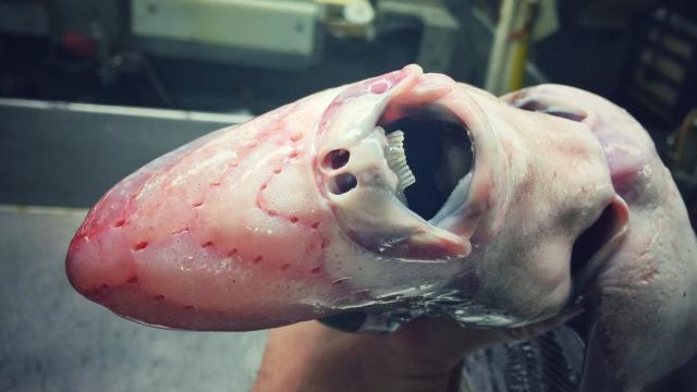 This Deep Sea Fisherman Posts His Discoveries On Twitter And OH MY GOD KILL IT WITH FIRE