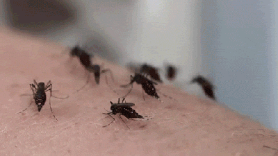 Crazy Person Sticks Her Arm Inside A Box Filled With Mosquitoes To Get Bit More Than 30 Times