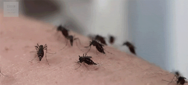 Crazy Person Sticks Her Arm Inside A Box Filled With Mosquitoes To Get Bit More Than 30 Times