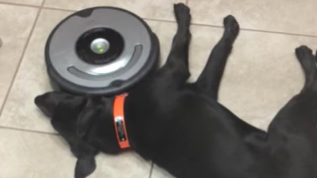 Roomba: I Fought The Paw And The Paw Won