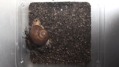 This Snail Beats Enemies With Its Shell Instead Of Just Hiding