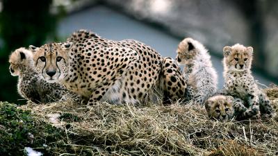 Cheetahs Race Toward Extinction