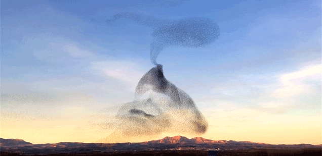 This Swarm Of Birds Moves Around Like Some Sort Of Dark Magic Cloud