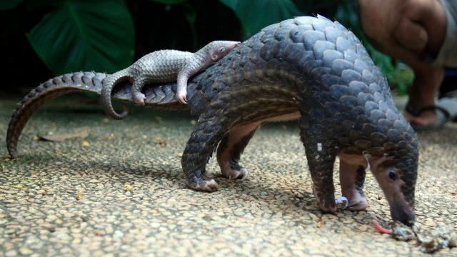 Chinese Officials Seize Record-Breaking Pangolin Haul From Poachers