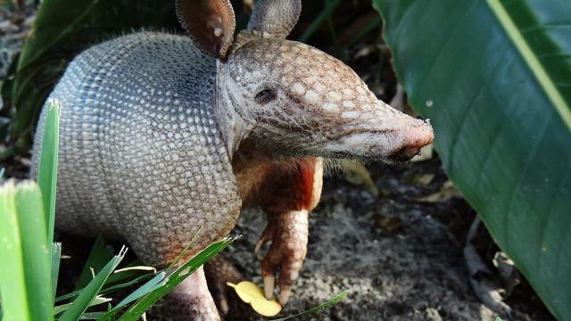 The Sex Life Of An Armadillo Is Even More Depressing Than Yours