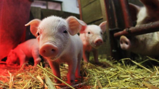Amazing Plan To Save Rare Pig Breed From Extinction: Eat Them