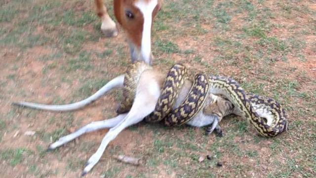 Oh Crap, Look At This Snake Eating A Wallaby