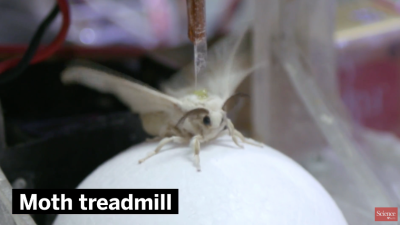 Watch This Moth Drive A Scent-Controlled Robot Car Because Anything Is Possible In 2017