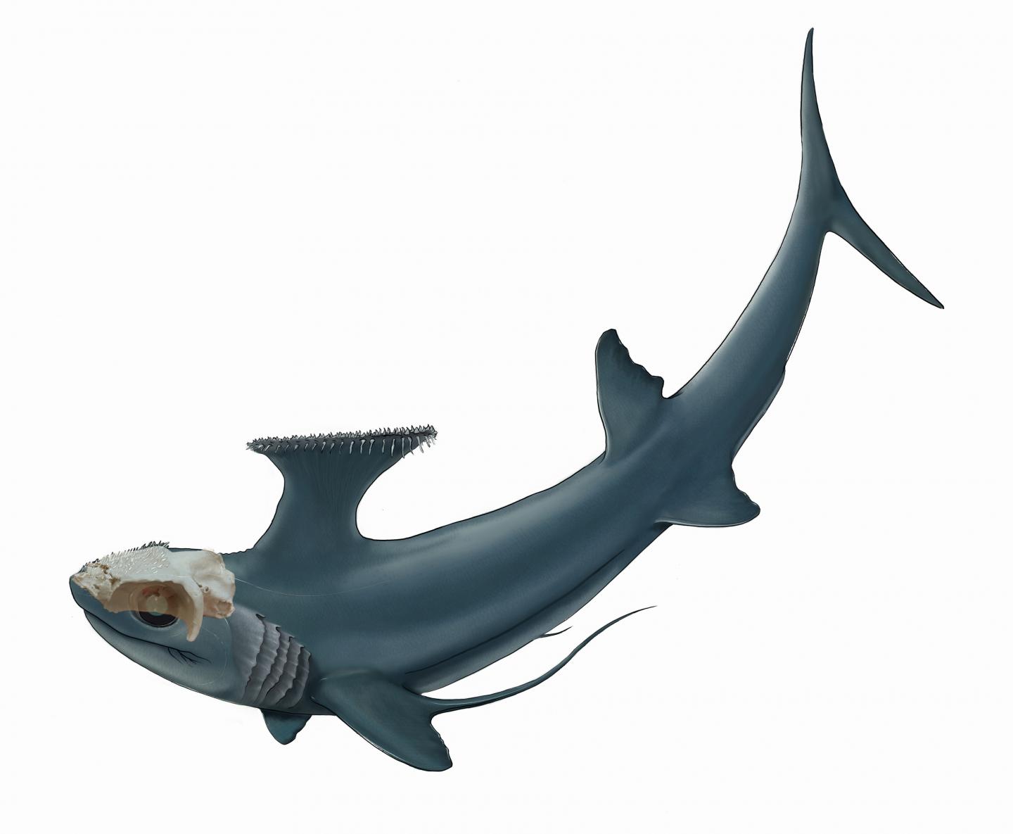 Bizarre Ghost Sharks Evolved From An Even Weirder Species Of Ancient Fish