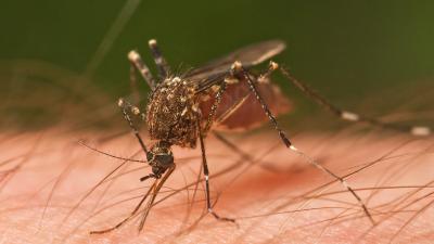 This Controversial Genetic Engineering Technology Could Eliminate Malaria