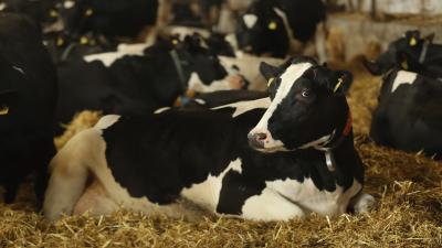 The US FDA Finally Tightens Rules For Livestock Antibiotics, But It’s Still Not Enough