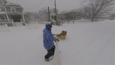 Two Good Boys Pull A Snowboarder Through A Storm