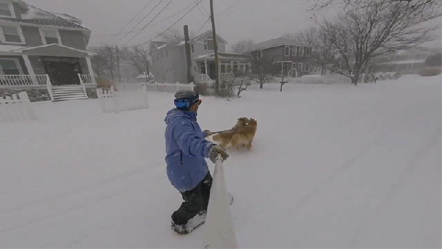 Two Good Boys Pull A Snowboarder Through A Storm