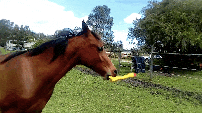 Very Good Horse Demonstrates How To Operate A Rubber Chicken