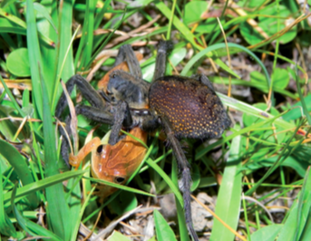 First Scientific Account Of A Tarantula Eating A Snake Is Pure Nightmare Fuel