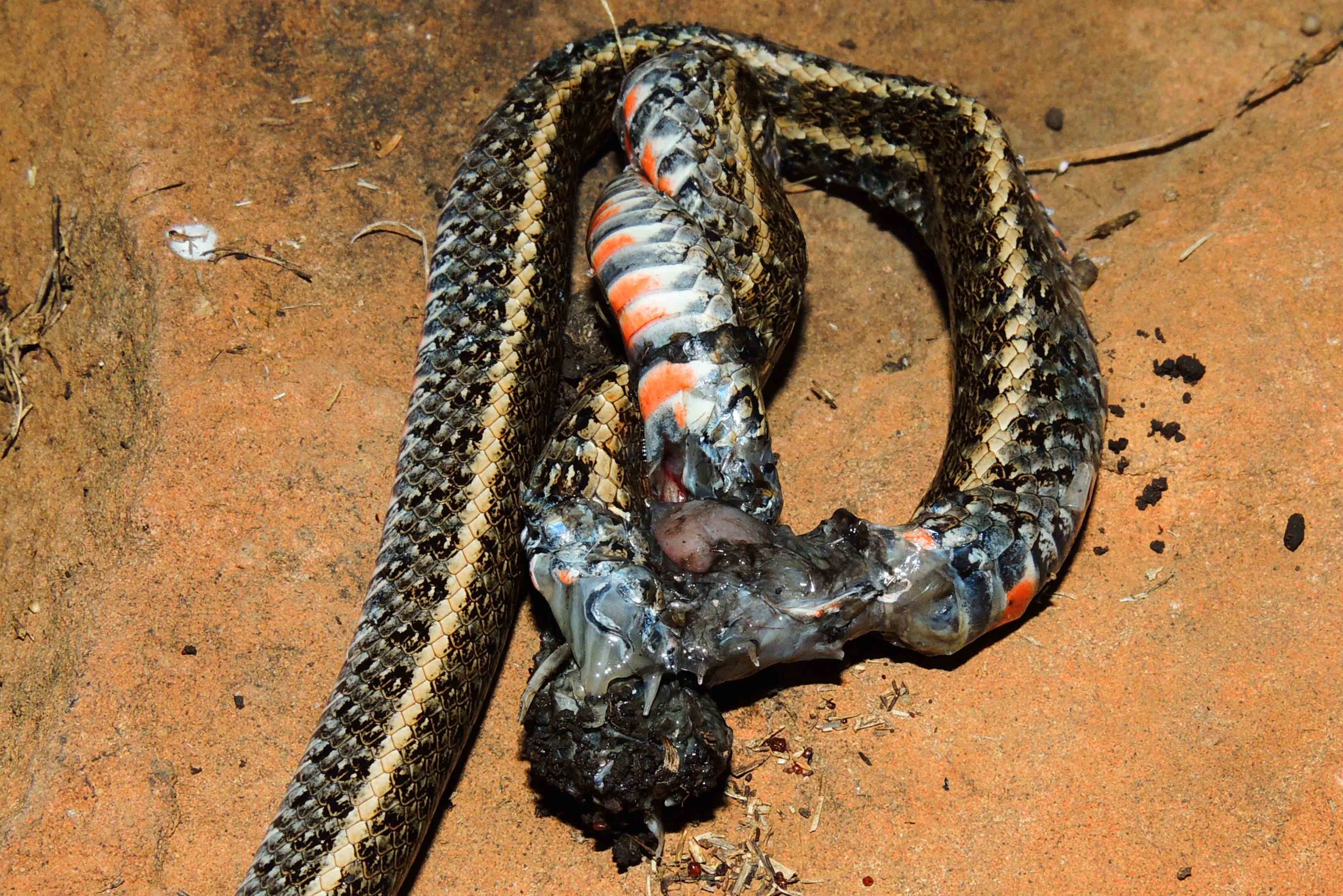 First Scientific Account Of A Tarantula Eating A Snake Is Pure Nightmare Fuel