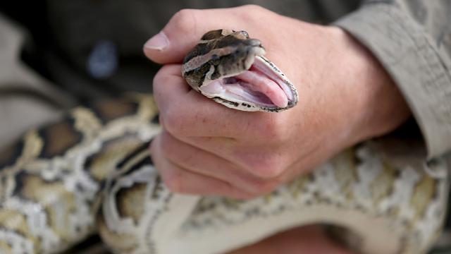 Another Day, Another Snake Found On A Plane