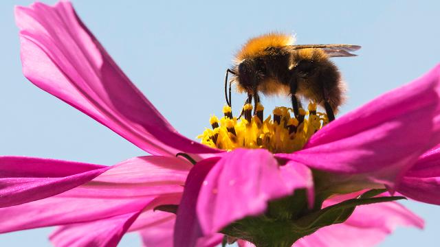 After Population Plunge, Once Common US Bumble Bee Officially Listed As Endangered
