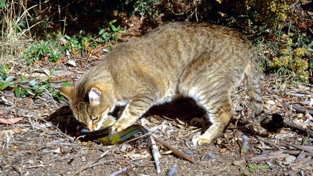 This Story About Australia’s Feral Cats Eating KFC Only Gets Weirder
