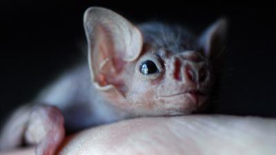 Some Vampire Bats Have Started Biting Humans (And It’s Probably Our Fault)