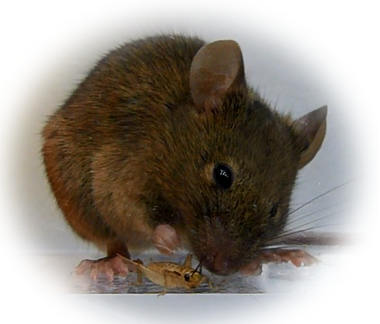 Scientists Create Mind-Controlled Hunting Zombie Mice