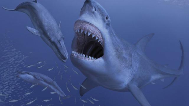 The World’s Largest Shark Had A Fatal Appetite For Dwarf Whales