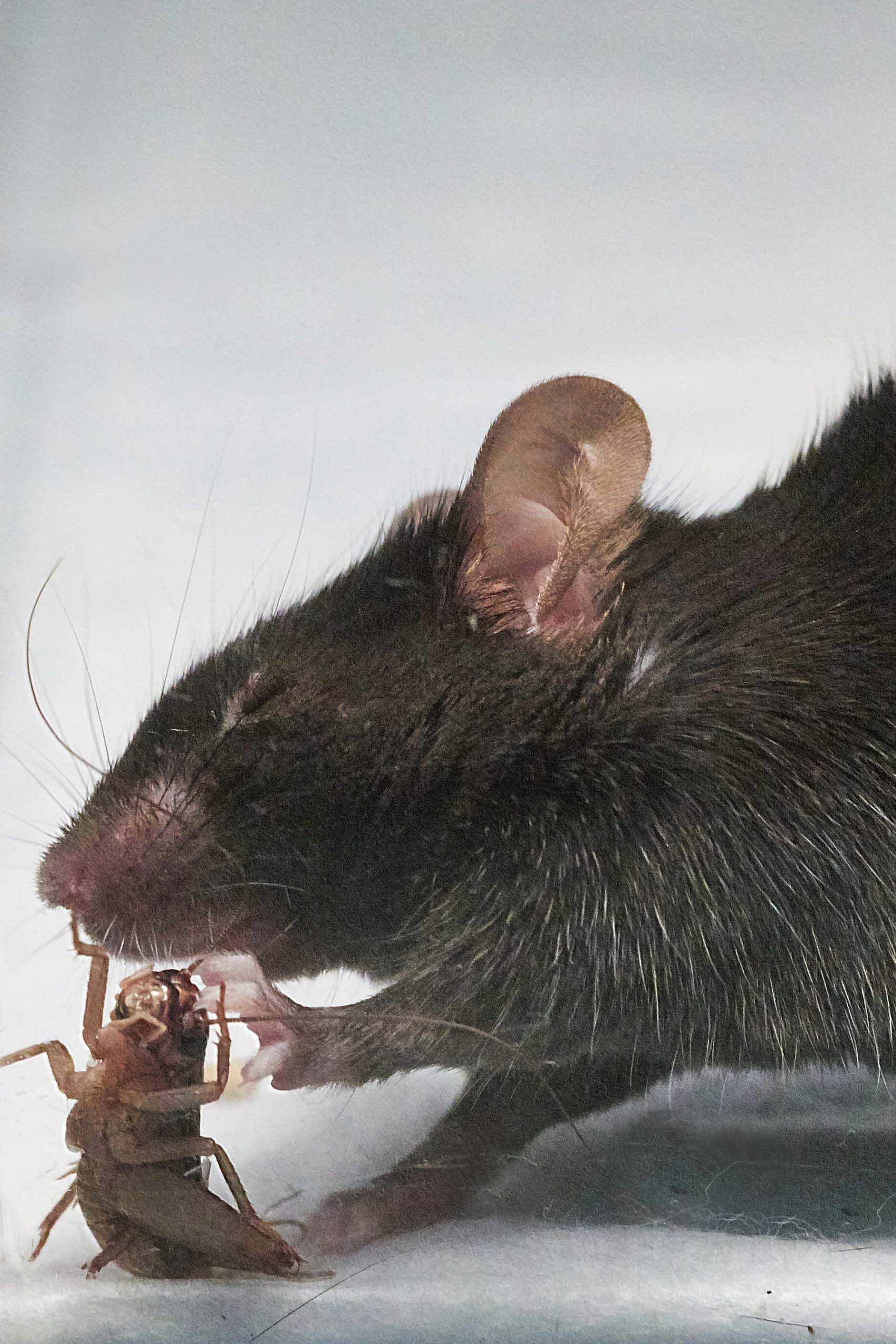 Scientists Create Mind-Controlled Hunting Zombie Mice