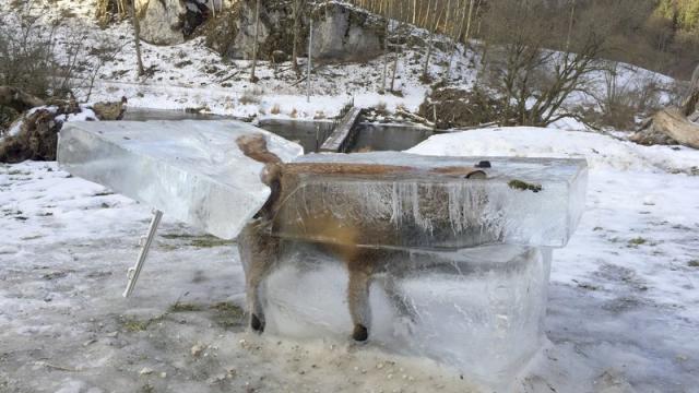 Winter Sucks For This Fox Frozen In A Solid Block Of Ice